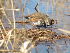Turdus eunomus