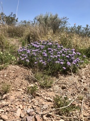 Glandularia latilobata
