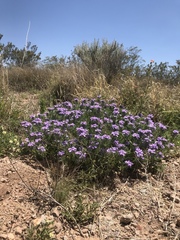 Glandularia latilobata