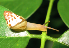 Amphidromus porcellanus