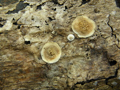 Steccherinum rawakense