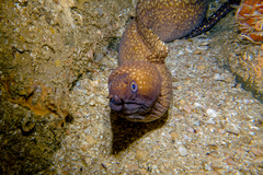 Gymnothorax prionodon