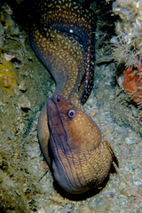 Gymnothorax prionodon