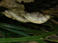 Steccherinum rawakense