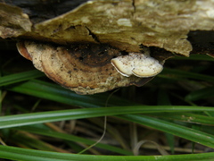 Steccherinum rawakense