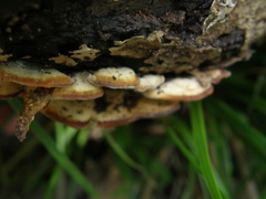 Steccherinum rawakense