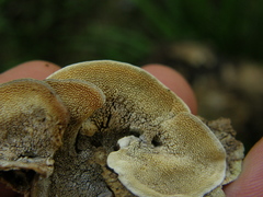 Steccherinum rawakense