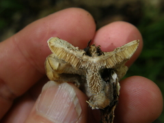 Steccherinum rawakense