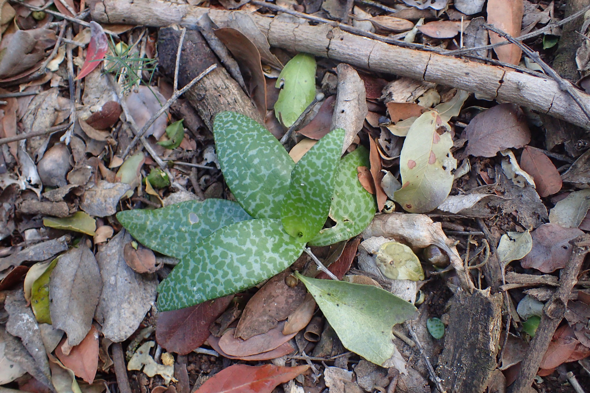 Imagem de Planta-pérola