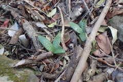 Ledebouria socialis