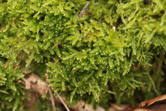 Hypnum cupressiforme cupressiforme