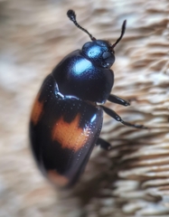 Aulacocheilus tetraphacus