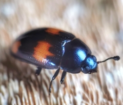 Aulacocheilus tetraphacus