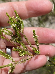 Micromyrtus littoralis