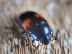Aulacocheilus tetraphacus