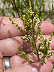 Micromyrtus littoralis