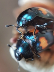 Aulacocheilus tetraphacus