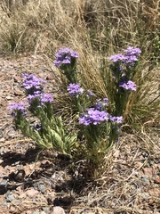 Glandularia latilobata