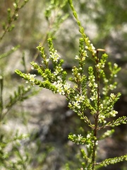 Micromyrtus littoralis