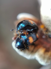 Aulacocheilus tetraphacus