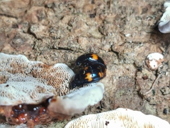 Aulacocheilus tetraphacus