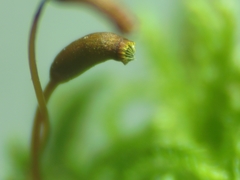 Hypnum cupressiforme cupressiforme