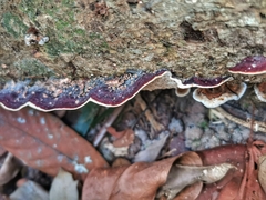 Aulacocheilus tetraphacus