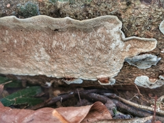 Aulacocheilus tetraphacus