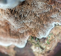 Aulacocheilus tetraphacus