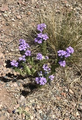 Glandularia latilobata