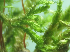 Hypnum cupressiforme cupressiforme