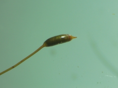 Hypnum cupressiforme cupressiforme