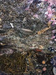 Ischnochiton australis