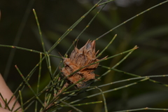 Cylindrococcus spiniferus