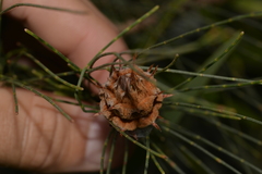 Cylindrococcus spiniferus