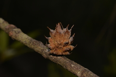 Cylindrococcus spiniferus