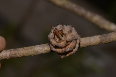 Cylindrococcus spiniferus