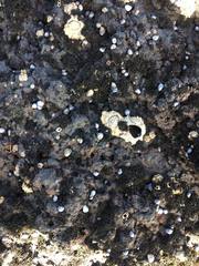 Chthamalus antennatus