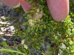 Pseudanthus orientalis