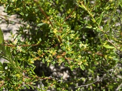 Pseudanthus orientalis