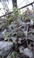 Tithymalus