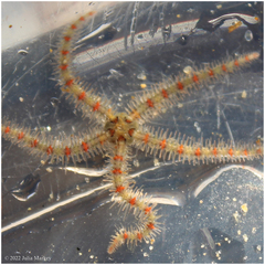 Ophiothrix spiculata