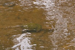 Basicladia ramulosa