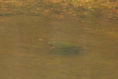 Basicladia ramulosa