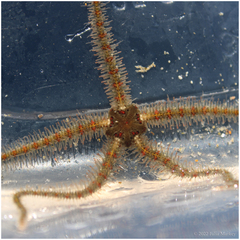 Ophiothrix spiculata