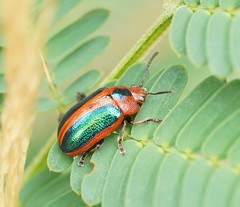 Calomela curtisi
