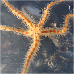 Ophiothrix spiculata