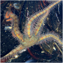 Ophiothrix spiculata