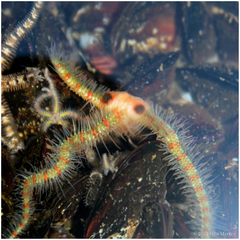 Ophiothrix spiculata