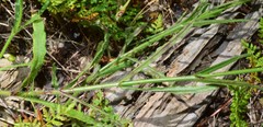 Wahlenbergia stricta stricta